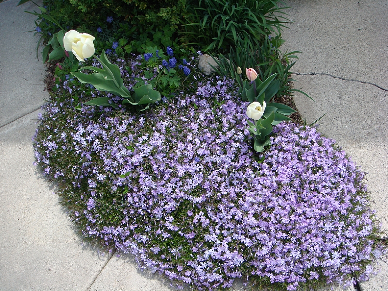 84 Nancy's Garden [2009 May 10].JPG - Nancy's Garden.